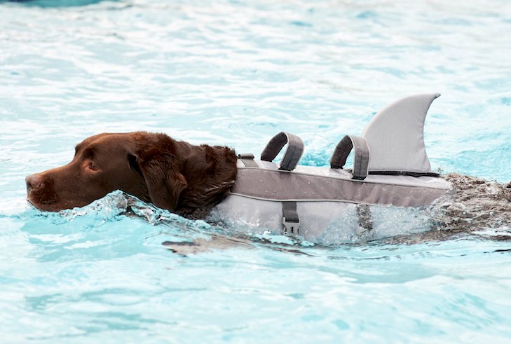 Adjustable Shark Life Vest for Dogs